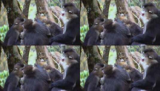 云南滇金丝猴梳理毛发2高清在线视频素材下载