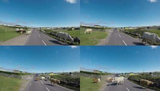 公路上的牛群高清在线视频素材下载