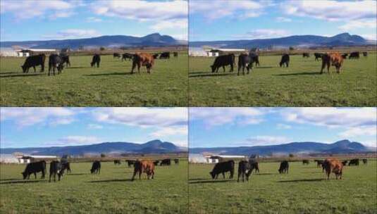 草场上吃草的牛高清在线视频素材下载