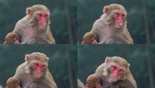野猴母子高清在线视频素材下载
