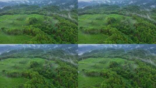 雨后的茶山高清在线视频素材下载