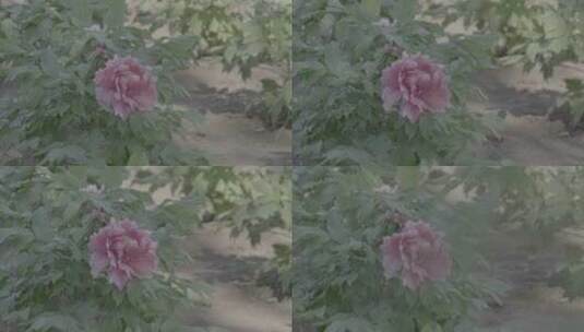 牡丹花种植LOG高清在线视频素材下载