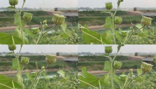 茼麻 麻梭子植物高清在线视频素材下载