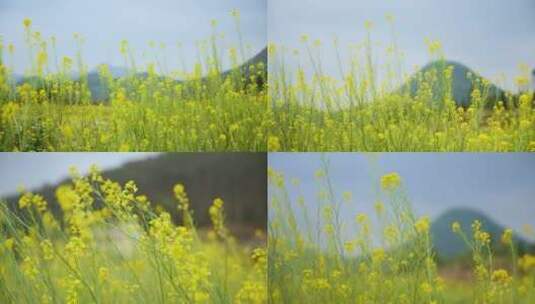 油菜花 油菜花田高清在线视频素材下载