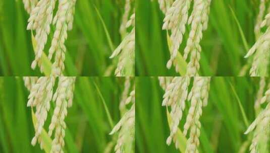 【精品】稻田稻谷稻子微距特写高清在线视频素材下载