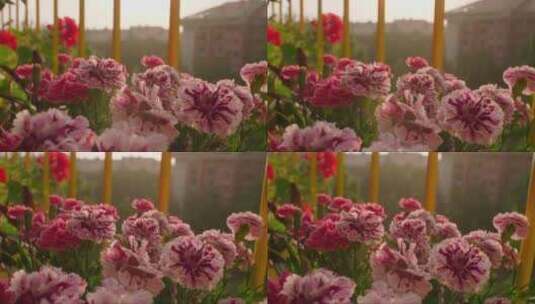 美丽的康乃馨在阳台上盛开高清在线视频素材下载