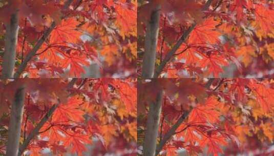 室外红色枫叶高清在线视频素材下载