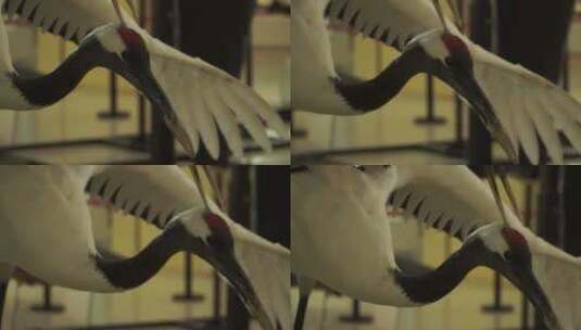 仙鹤白鹤保护动物鸟类标本高清在线视频素材下载