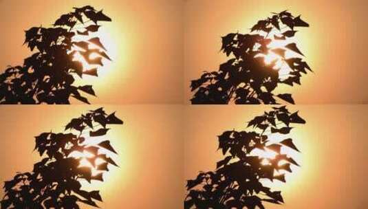 金色夕阳下的树叶剪影秋天枫叶高清在线视频素材下载