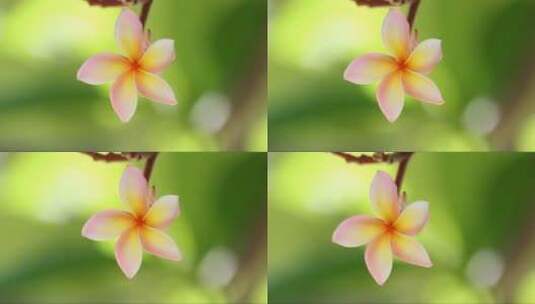 粉色的小花朵高清在线视频素材下载