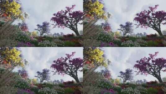 充满不同颜色花朵的花园里高清在线视频素材下载