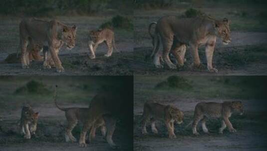 草原上行走的狮子高清在线视频素材下载