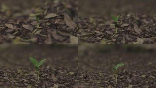 植物生长各角度拍摄高清在线视频素材下载