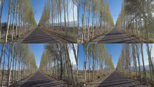 荒滩白杨树林间笔直道路开车向前高清在线视频素材下载