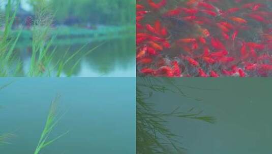 唯美空镜头意境植物高清在线视频素材下载