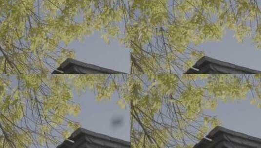 北京秋天 秋天空镜高清在线视频素材下载