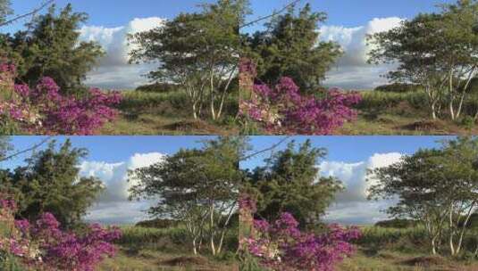 毛伊岛花树森林天际线景观高清在线视频素材下载