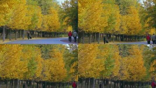 升格实拍北京秋天公园金黄色树叶树林和游人高清在线视频素材下载