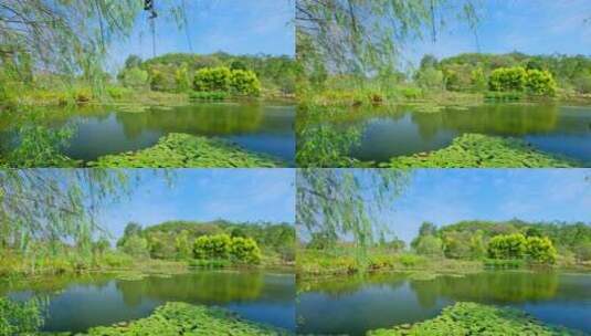 湿地公园风景莲花睡莲池塘湖景风光高清在线视频素材下载