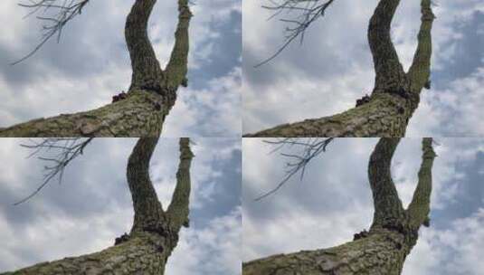 树干纹理开裂天空空镜头高清在线视频素材下载