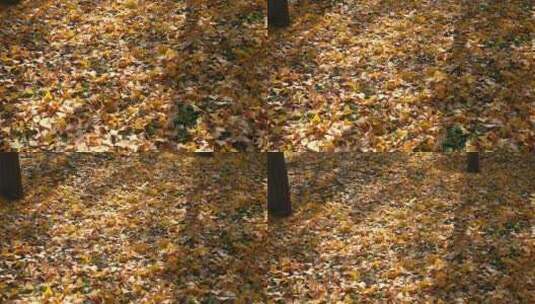 公园里满地金黄的落叶高清在线视频素材下载