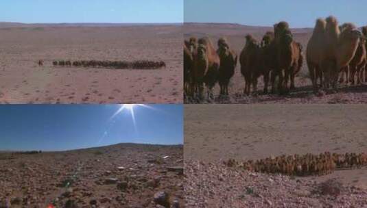 骆驼群   乌拉特后旗巴音满都呼高清在线视频素材下载