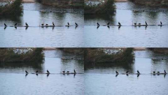 河流边野鸭子高清在线视频素材下载