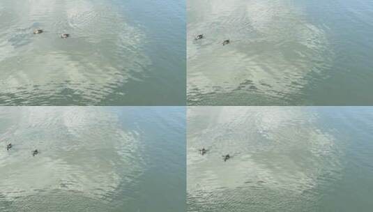 湖面上漂浮的鸭子朴拙食物 4k高清在线视频素材下载