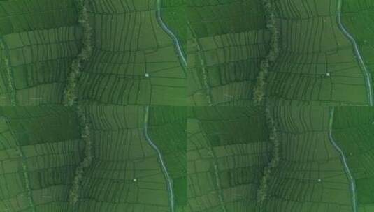 俯拍绿色的板块农田高清在线视频素材下载