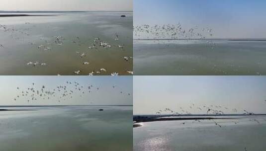 【航拍】沉湖湿地11（2022.12.23）4K_升格高清在线视频素材下载