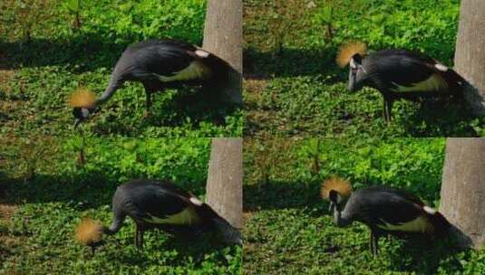 灰冠鹤 非洲冠鹤高清在线视频素材下载