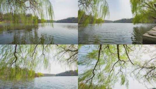 湖边的垂柳高清在线视频素材下载
