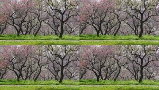 4K武汉东湖梅园的梅花景色高清在线视频素材下载
