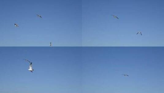 蓝天大海沙滩海鸥飞翔慢动作生态保护高清在线视频素材下载