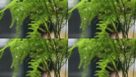 春雨下的植物高清在线视频素材下载