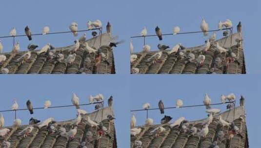屋顶上的鸽群高清在线视频素材下载