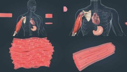 肌肉组织 人体器官 肌肉 平滑肌 动画高清在线视频素材下载