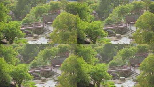 【4k】青梅果园游客游玩乡村产业高清在线视频素材下载