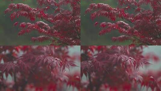 h雨后红色枫叶高清在线视频素材下载