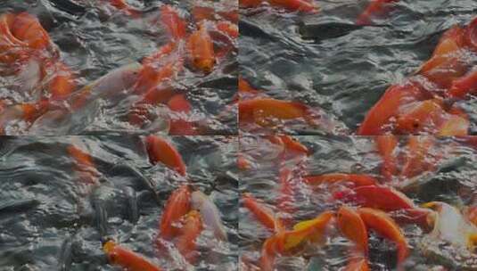 观赏鱼养殖高清在线视频素材下载