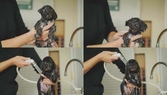宠物店宠物医院小狗洗澡护理高清在线视频素材下载