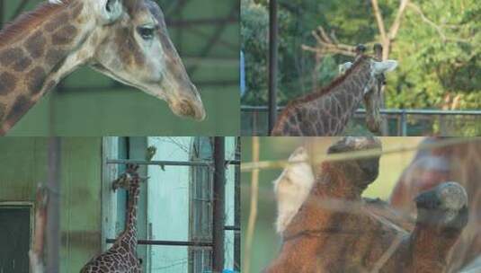 动物园 长颈鹿 8257高清在线视频素材下载