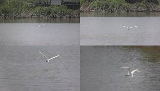 白鹭 野生动物 野生动物保护高清在线视频素材下载