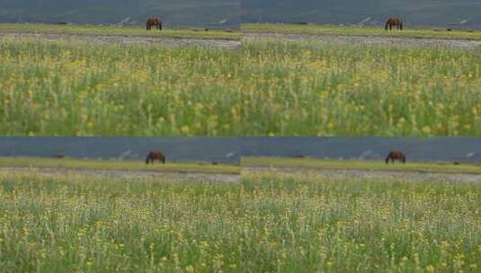 马在草原草地吃草放牧高清在线视频素材下载