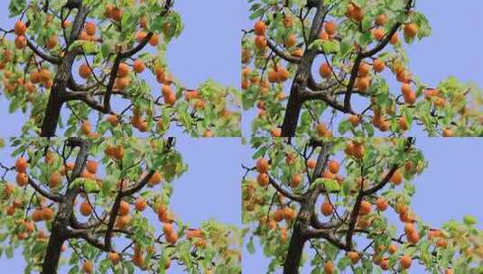 实拍满树成熟的杏高清在线视频素材下载