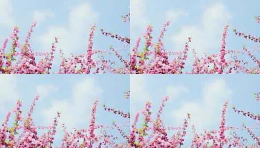 蓝天白云下向上生长的粉色桃花枝桠高清在线视频素材下载