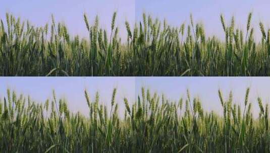 农业小麦高清在线视频素材下载