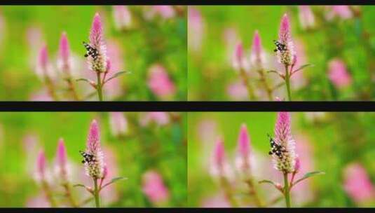 粉紫色花和蝴蝶高清在线视频素材下载
