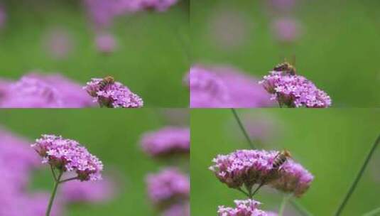 微距实拍一只小蜜蜂在花朵上采蜜4k高清高清在线视频素材下载