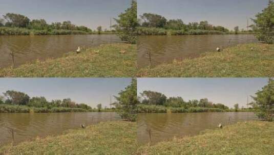鸭子在河边喝水高清在线视频素材下载